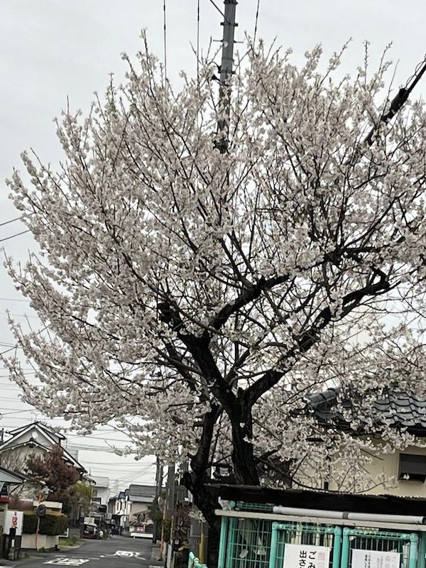岡山市　桜の季節