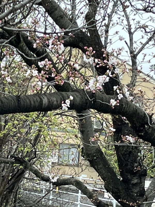 岡山市　桜の季節
